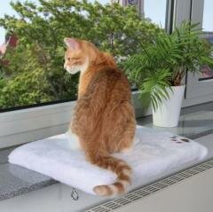 Поговорим о кошках33