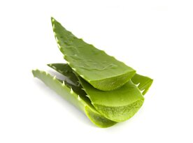 aloe-vera.jpg