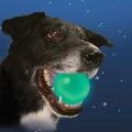  - NiteIze Meteorlight K9     (  )