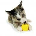 Busy Buddy Puppy Biscuit Block     S