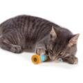 Petstages -   